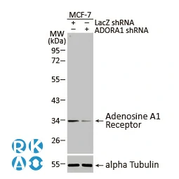 CXCR1 antibody [HL2674]